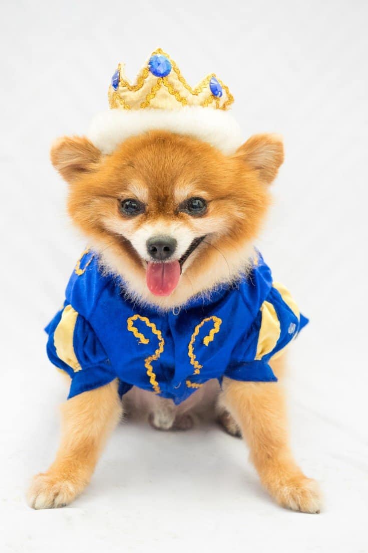 Everyday wholesome 50 best halloween dog costumes