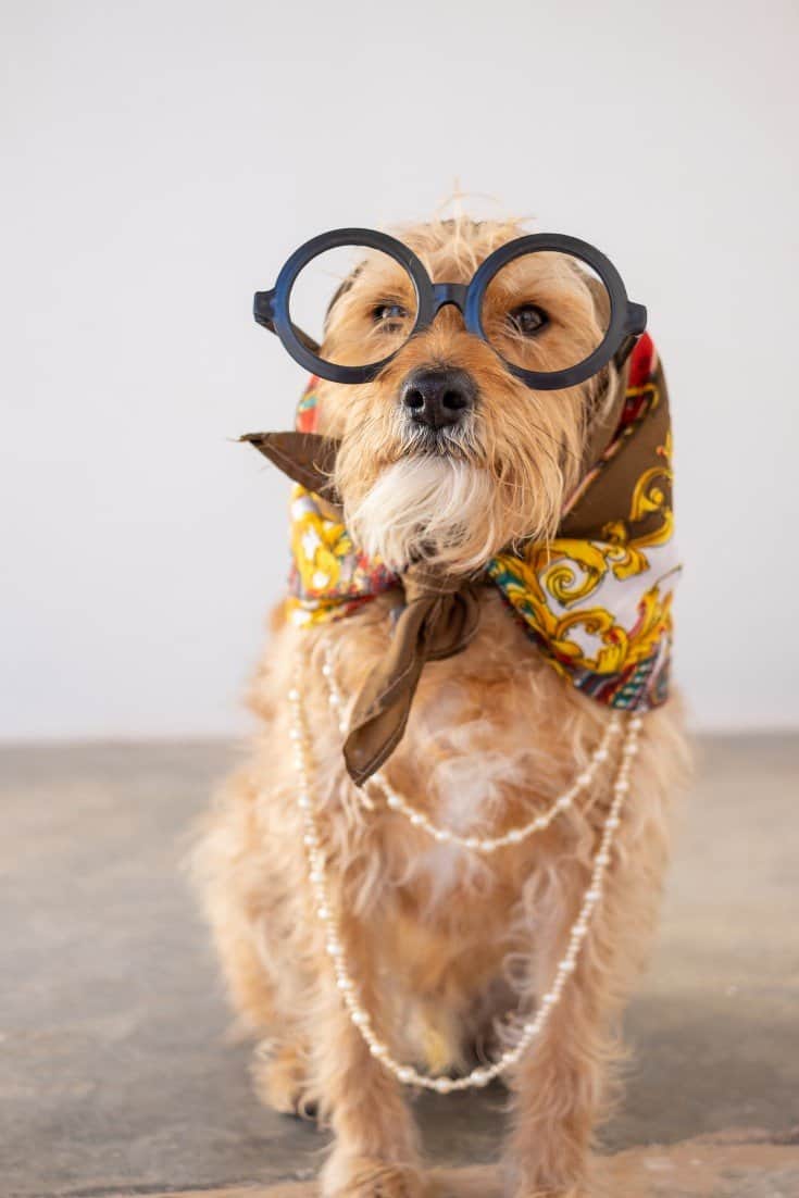 Best Halloween Dog Costumes