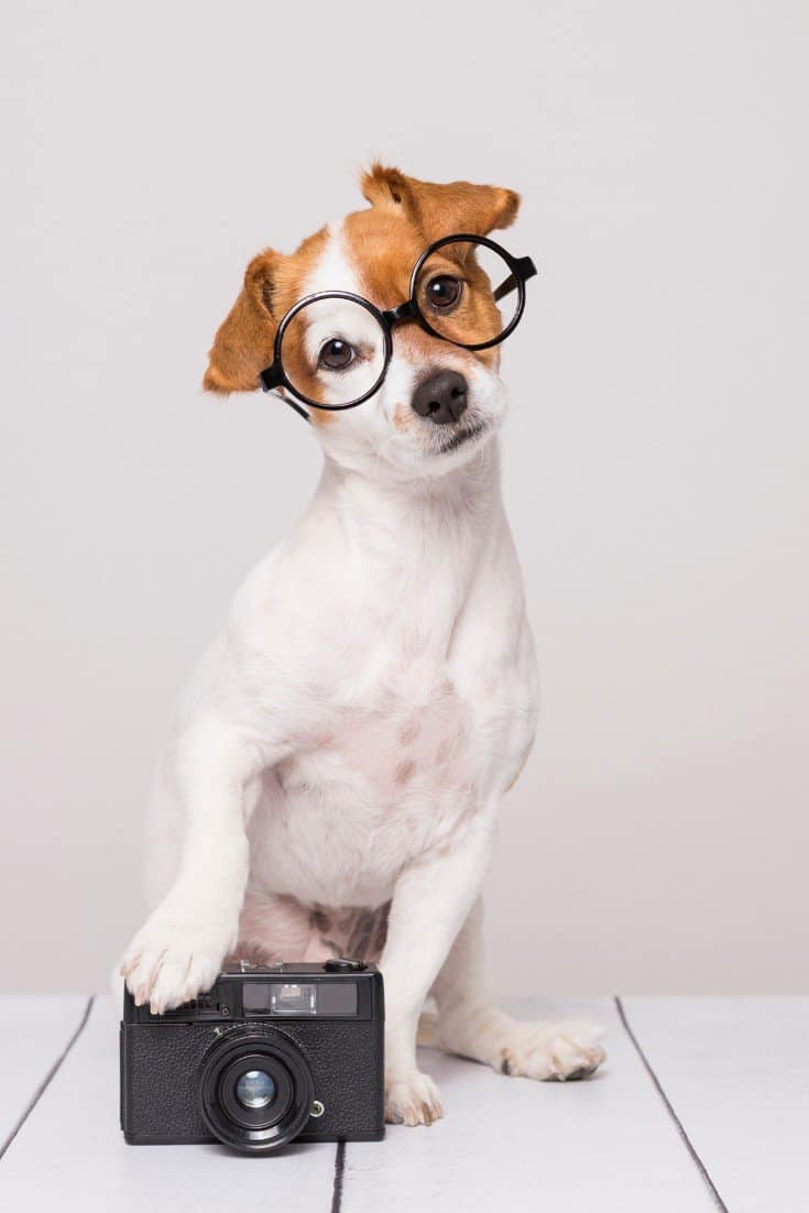 Halloween dog costume ideas