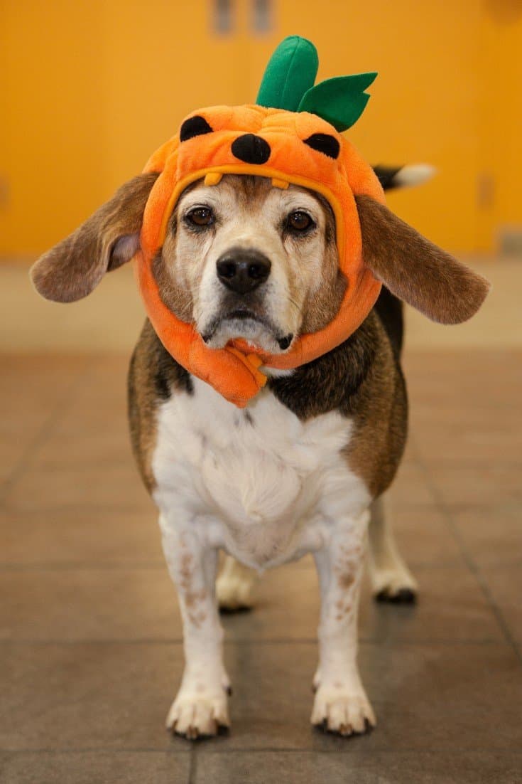 Halloween dog costume ideas