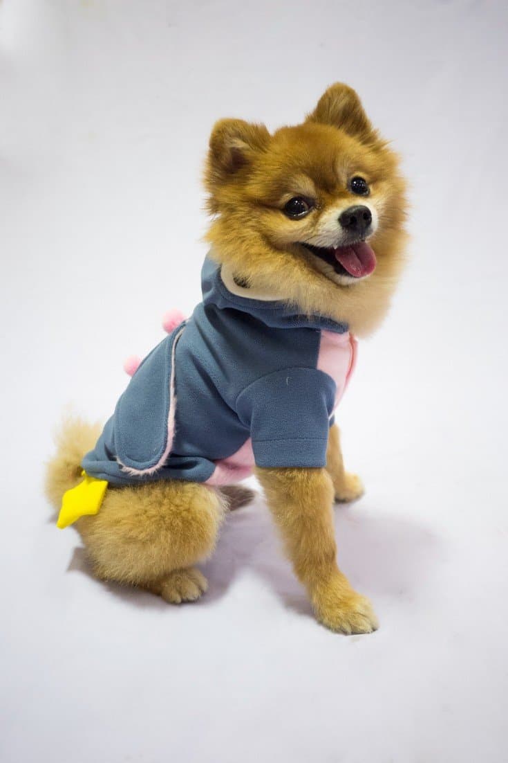 Halloween dog costume ideas