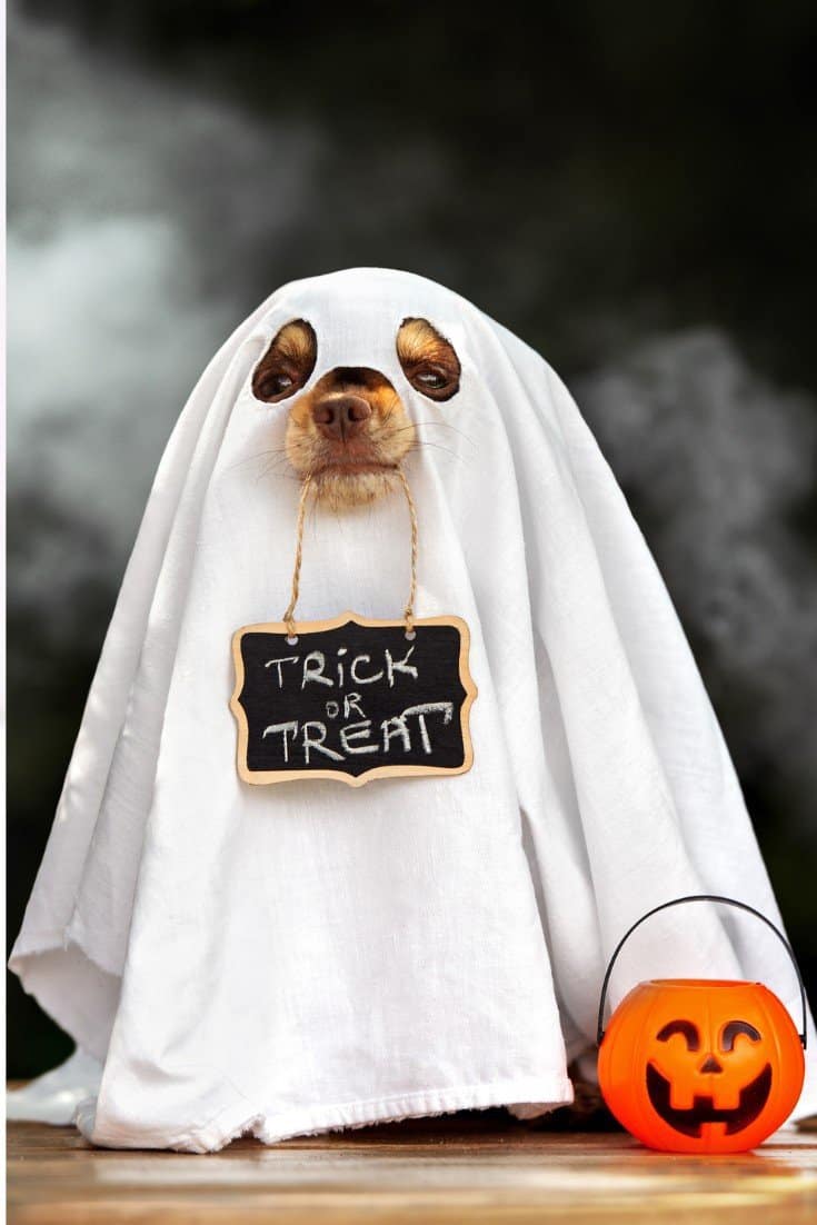 Halloween dog costume ideas