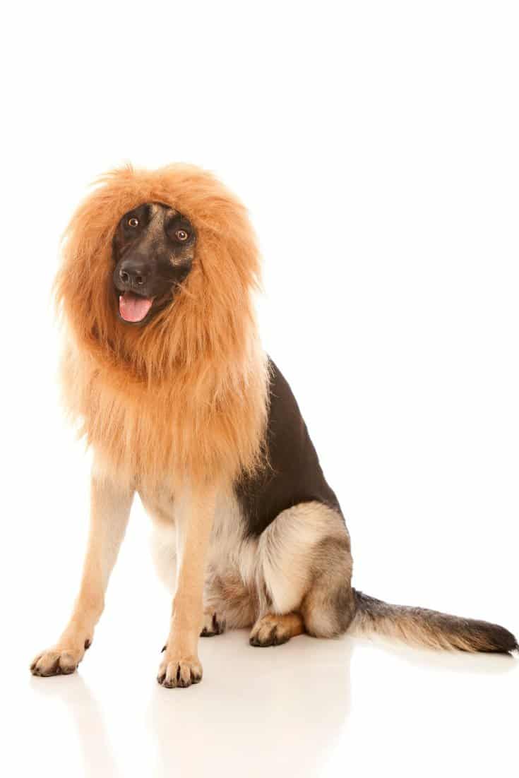 Halloween dog costume ideas