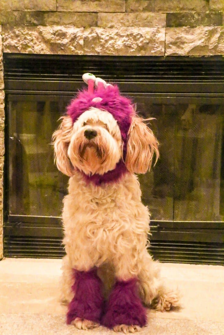 Halloween dog costume ideas 