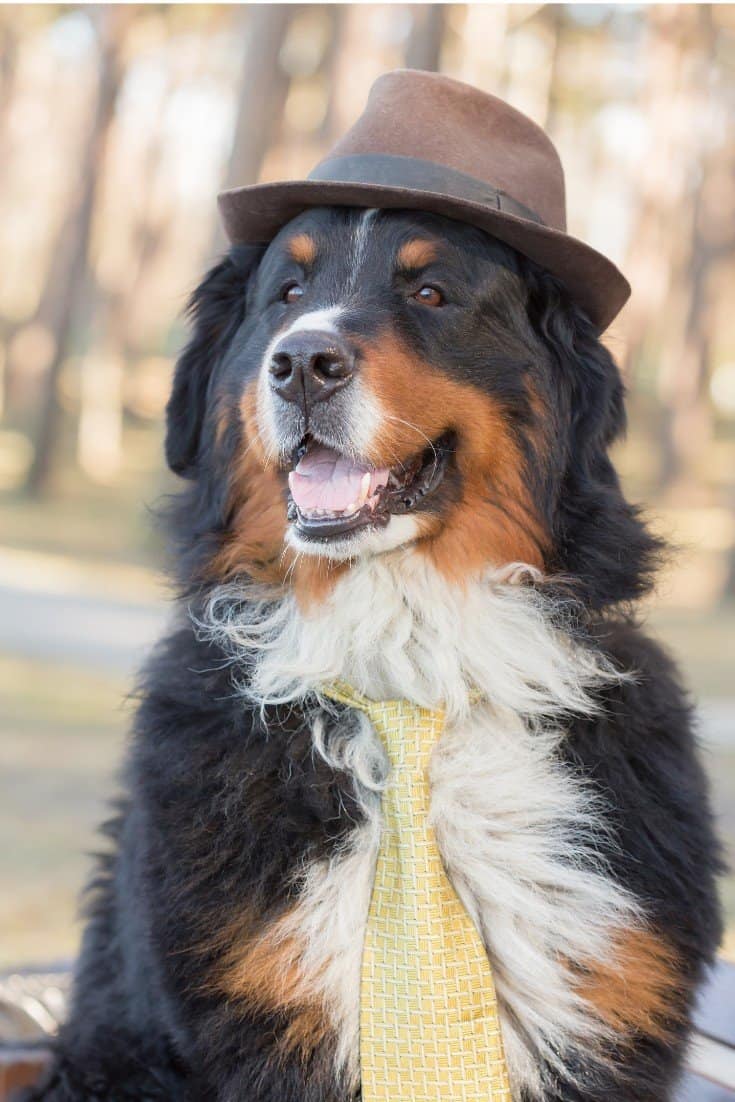 Halloween dog costume ideas