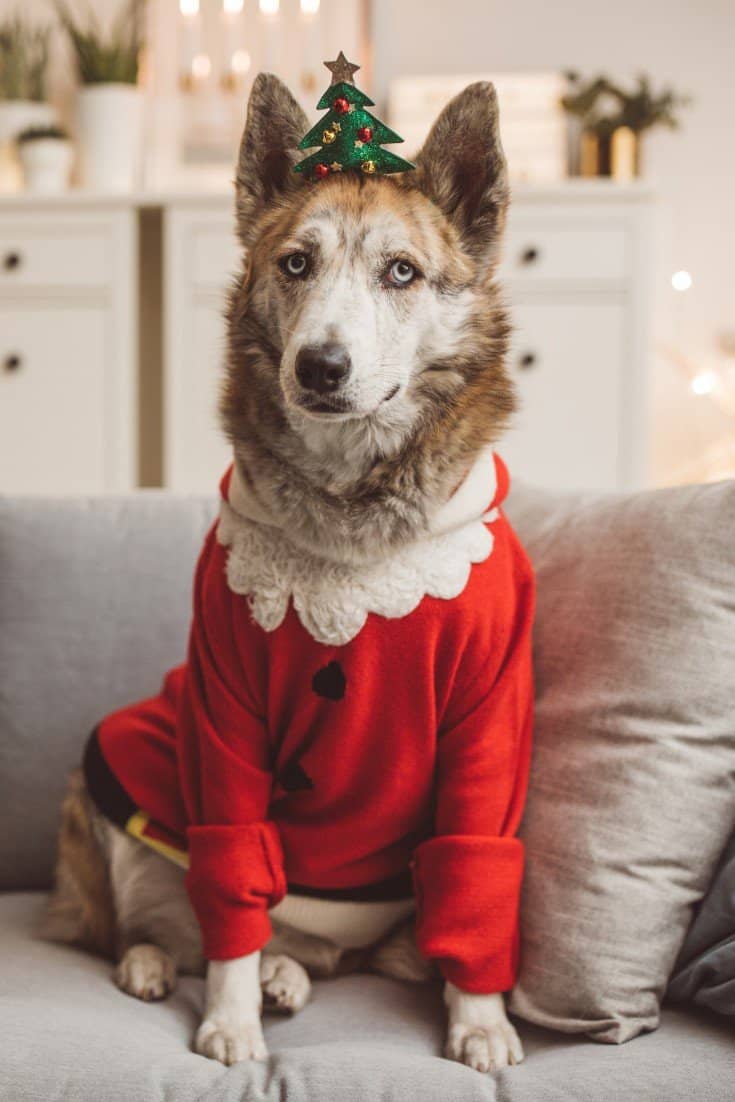 Halloween dog costume ideas