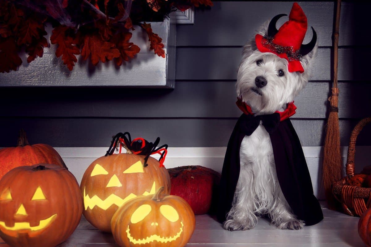 Halloween dog costume ideas