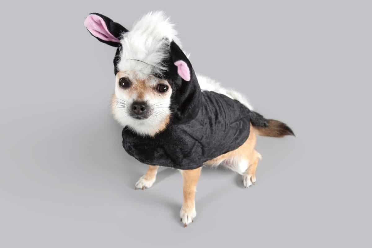 Halloween dog costume ideas