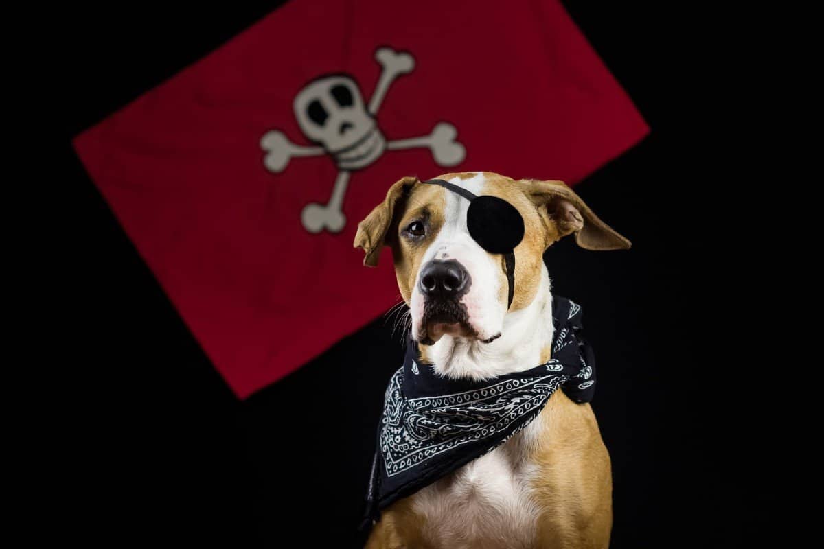 Halloween dog costume ideas