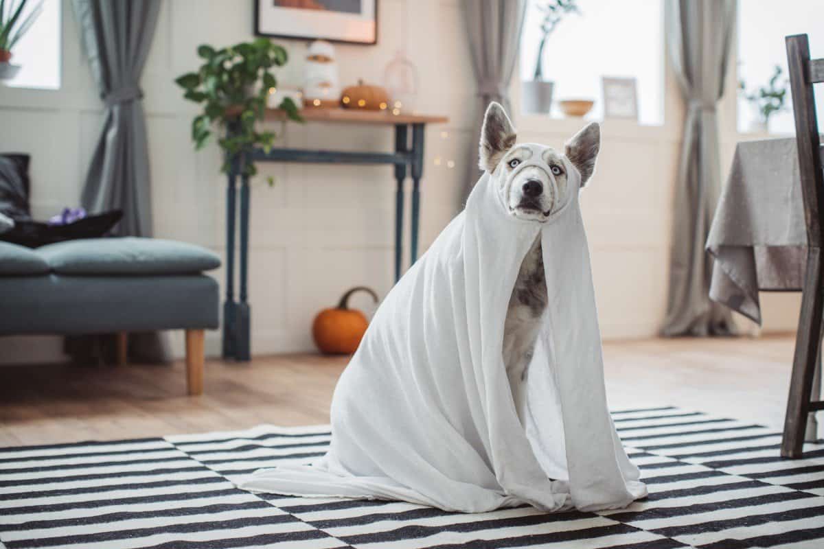 Halloween dog costume ideas