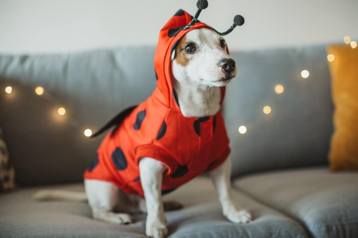 Halloween dog costume ideas