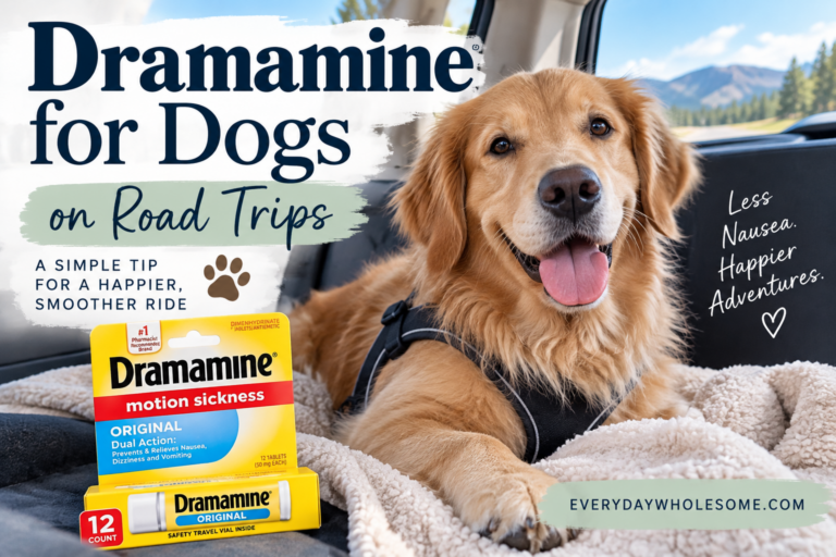 How We Use Dramamine for Our Dog on Road Trips